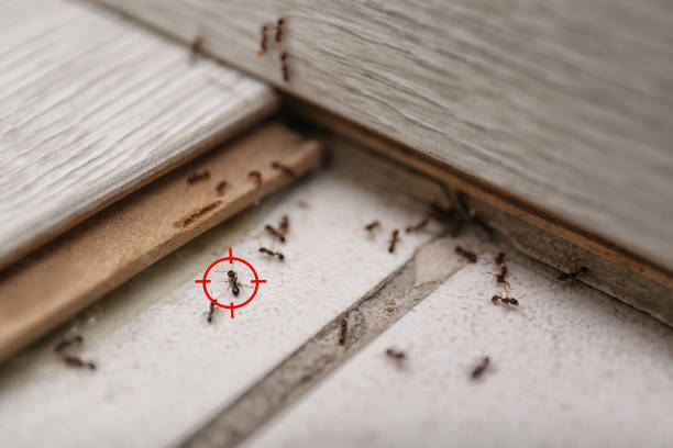 Best Commercial Pest Control Services  in Hicksville, OH
