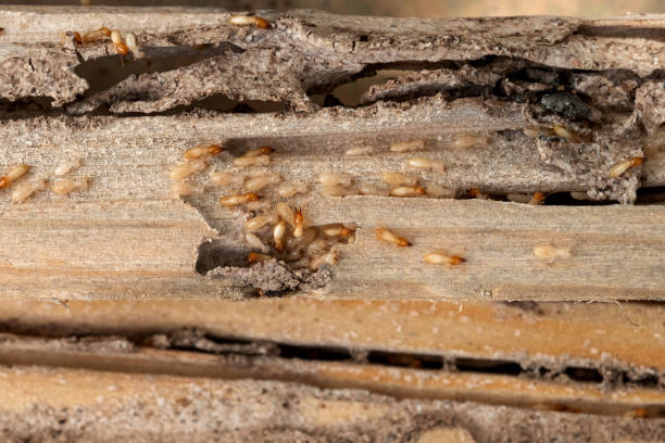 Best Pest Inspection Near Me  in Hicksville, OH
