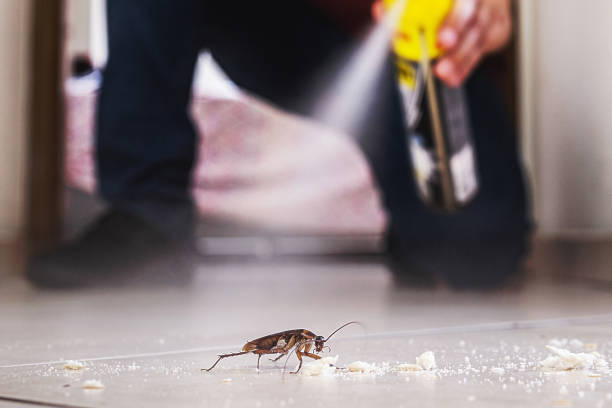Best Flea Control Services  in Hicksville, OH